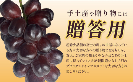 贈答用 富士の輝 1房《8月下旬-9月下旬頃出荷予定》富士の輝きぶどう果物フルーツ贈り物お取り寄せフルーツ【配送不可地域あり】(離島)
