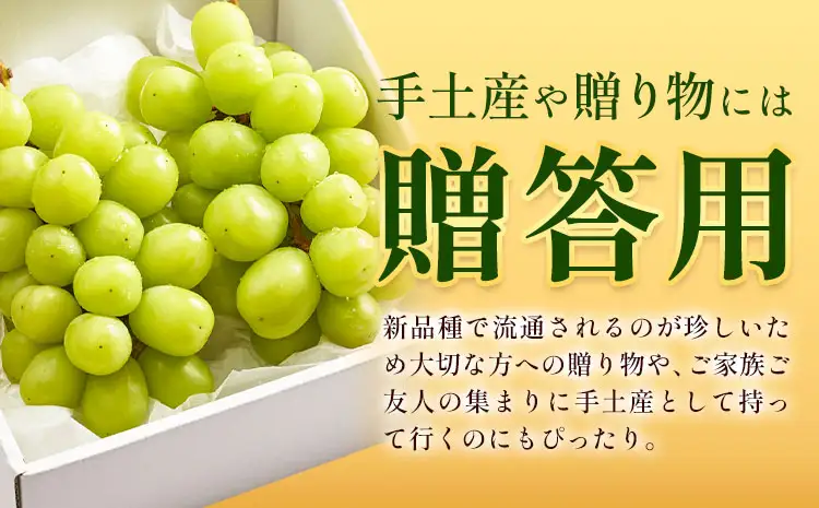 贈答用雄宝2房《8月下旬-9月下旬頃出荷予定》雄宝ぶどう果物フルーツ贈り物お取り寄せフルーツ【配送不可地域あり】(離島)