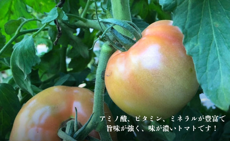 【 先行予約 】 とまと りんか 4kg ﾄﾏﾄ 野菜 リコピン トマトジュース ジュース ケチャップ トマトスープ サラダ パスタ甘い  贈答 ギフト ジューシー 人気 定番 美味しい 厳選 新鮮 調味料 美容 健康 緑黄色野菜 11000 11000円 千葉県 銚子市