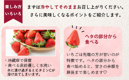 熊本県産 いちご ゆうべに 1kg (250g×4パック) 【2026年出荷分】イチゴ 果物 フルーツ 熊本県 多良木町 農園直送 107-0501