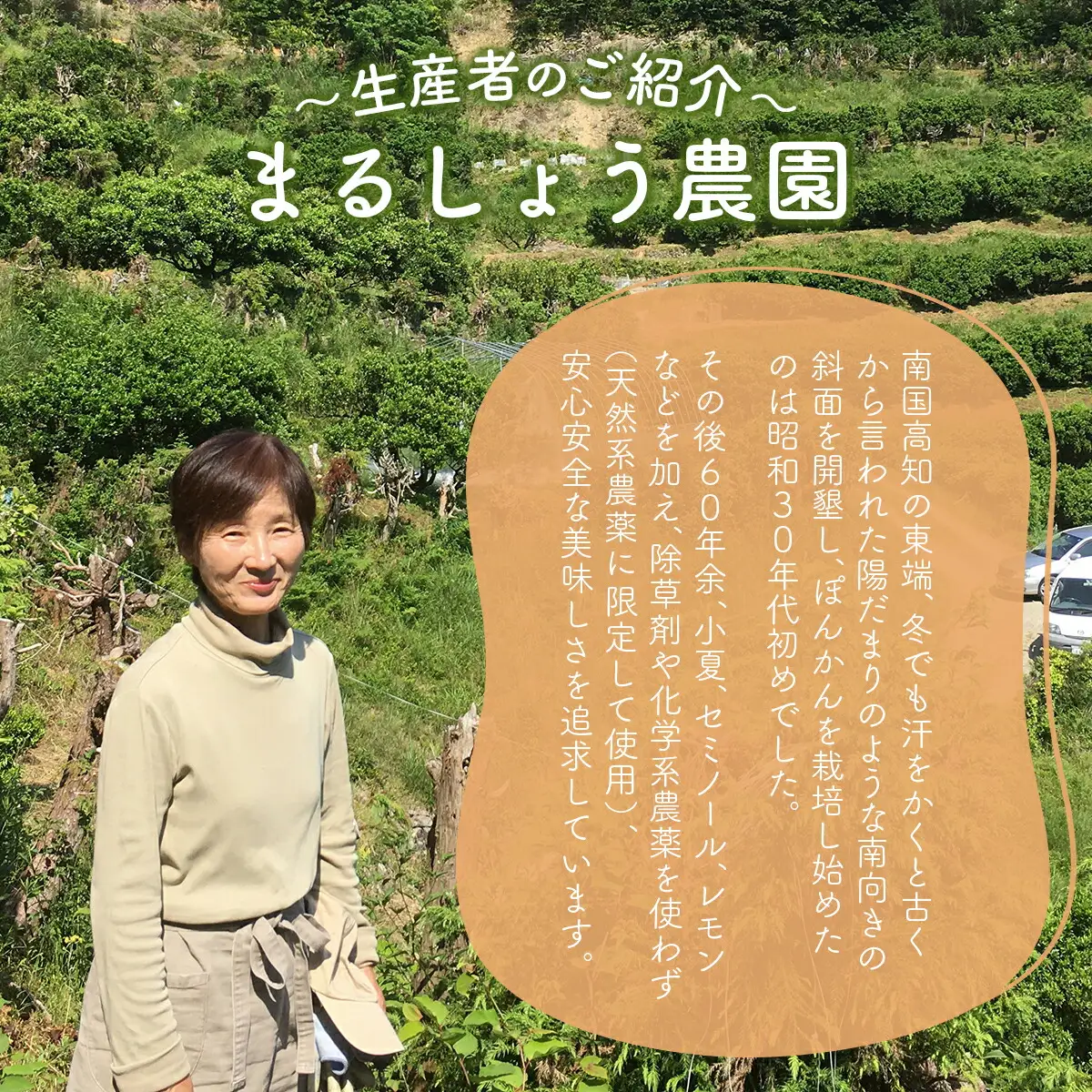 ＜先行予約＞家庭用（キズあり）ぽんかん 5・　MS1 [MS-01] 【まるしょう農園】