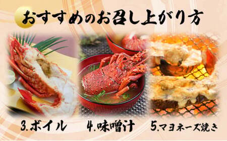 伊勢海老おせちサイズ　5尾セット【冷凍】　S214 【株式会社森海家】