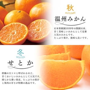 みかん 柑橘 定期便 みかん 4回 果物【tkb508】