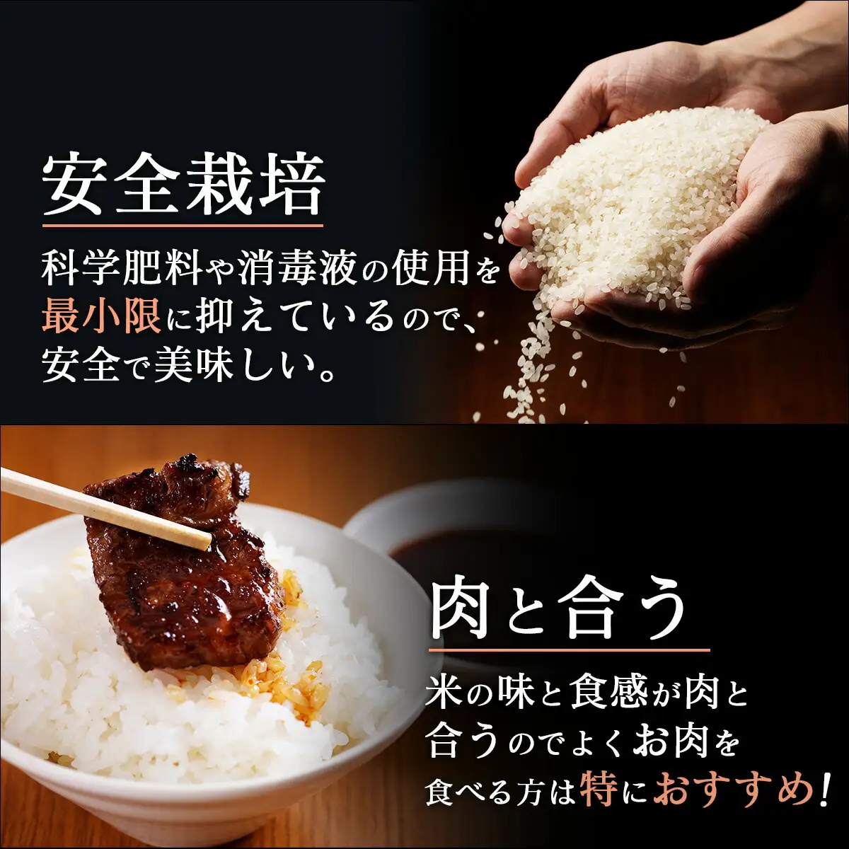 清流野根川米 （ コシヒカリ ）10kg！ 令和7年度産  東洋町産 国産 白米 精米 米 コメ こめ もっちり 四国 お取り寄せ 家庭用 自宅用 贈答用 贈り物 ギフト 送料無料 U105 [MM-02] 【合同会社松本家】