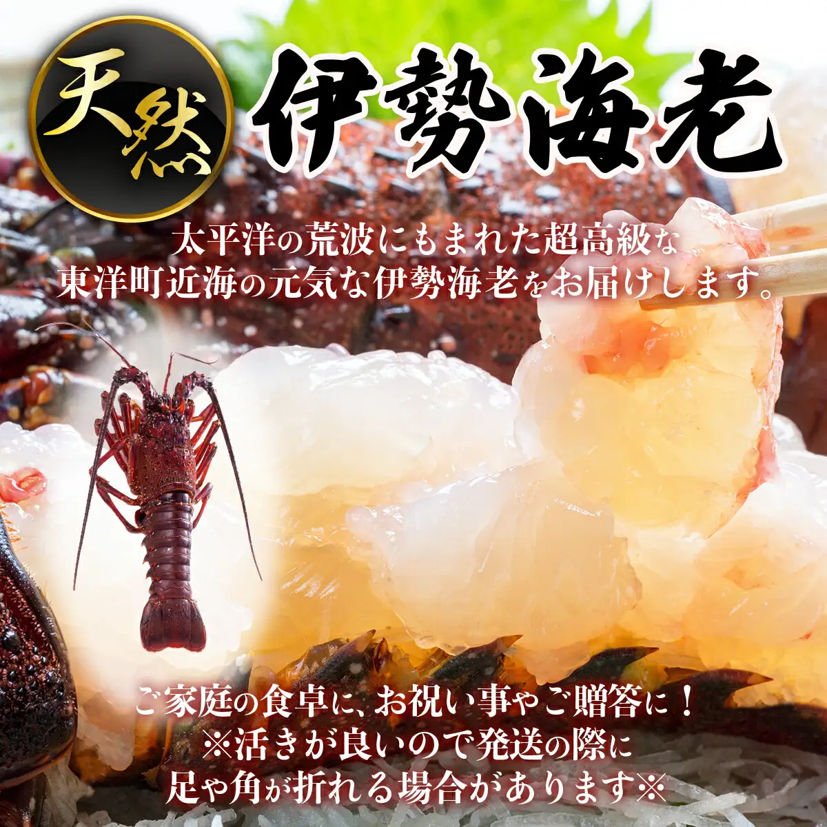 ウチワエビ(大)×1尾＆伊勢海老×1尾の豪華セット　 S218 [S-24] 【株式会社森海家】