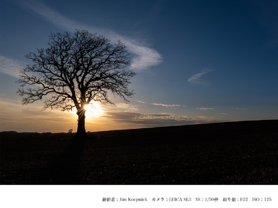 SIGMA 24-70mm F2.8 DG DN II Art【Lマウント】