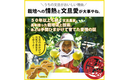 【先行予約】【果樹園直送】土佐文旦 特選品贈答用 約3kg L〜2Lサイズ 6〜7個入り〈2027年2月中旬〜3月下旬頃発送〉  /  ぶんたん ブンタン フルーツ 柑橘 みかん 果物 くだもの 柑橘類 デザート おやつ【白木果樹園】 [BQAI005]