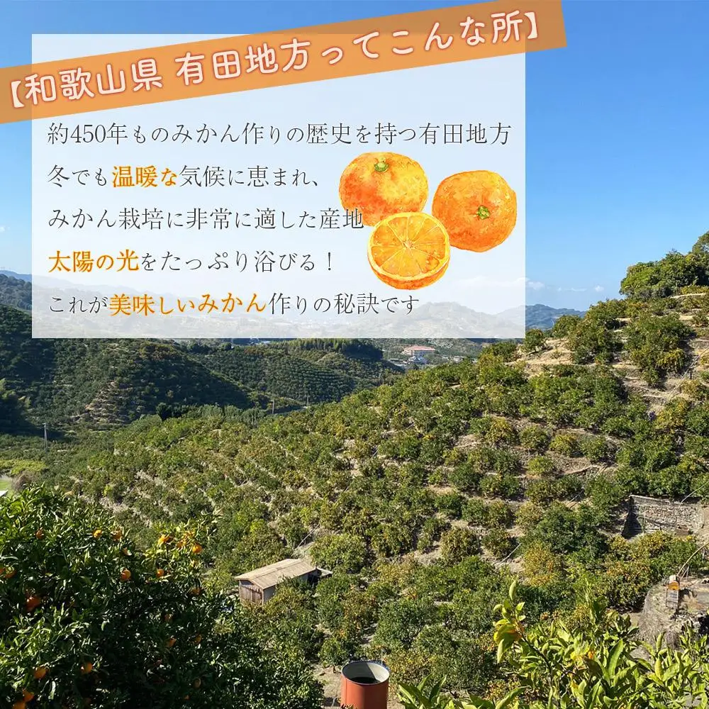 有田みかん 家庭用  3kg　濃厚完熟　お試し 味重視 (和歌山県産)