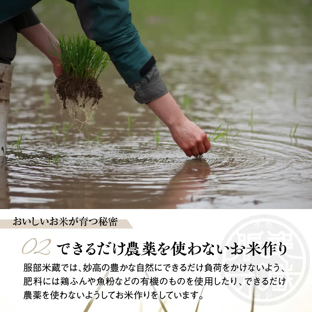 先行予約【令和8年産】【定期便】服部米蔵の妙高矢代産コシヒカリ 5kg×6回 計30kg