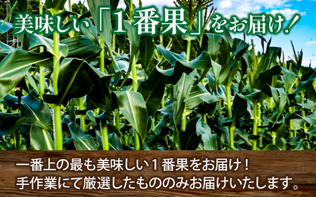 【先行予約】永平寺町産朝採れフルーツスイートコーン厳選　高糖度【2026年7月より順次発送】永平寺町 野菜 旬 お取り寄せ とうもろこし トウモロコシ コーン 味来９０ ピクニックコーン[A-050001]