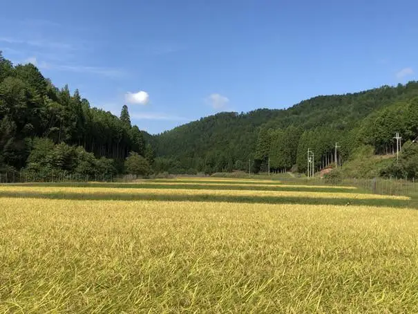 【京都ファーム】令和7年産 コシヒカリ 精米5kg