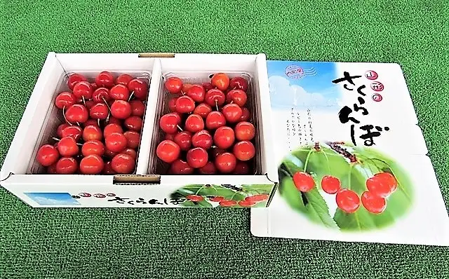 さくらんぼ（佐藤錦か紅秀峰）１ｋｇ　２Ｌサイズ　0032-2602