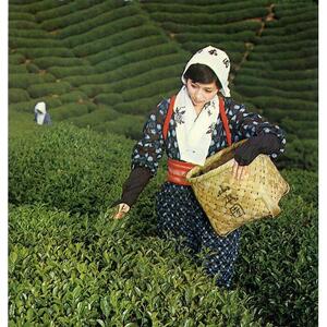 1200年の伝統の味と香り「特選朝宮茶」