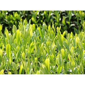 朝宮茶詰合せ（玉露・煎茶）