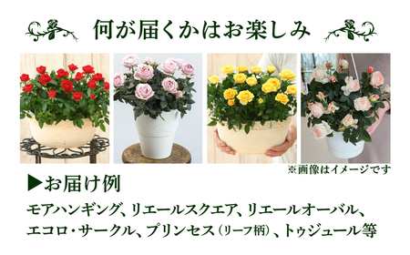 【定期便】全6回 産地直送 ミニバラ鉢植 1鉢 × 6回 [お届け月固定] 種類おまかせ 四季咲き バラ 花 ガーデニング 生産量 日本一 天皇杯 ※沖縄 離島配送不可 薔薇 セントラルローズ