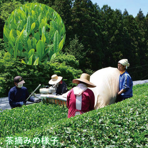 【農林水産大臣賞受賞】かねた園の奥久慈茶＆和紅茶のティーバッグ・粉末緑茶セット（茨ひよりパッケージ）（CK001）