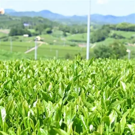 深蒸し掛川茶セット　よりどり緑(5種・6袋セット)合計780g【配送不可地域：離島・沖縄県】【1591691】