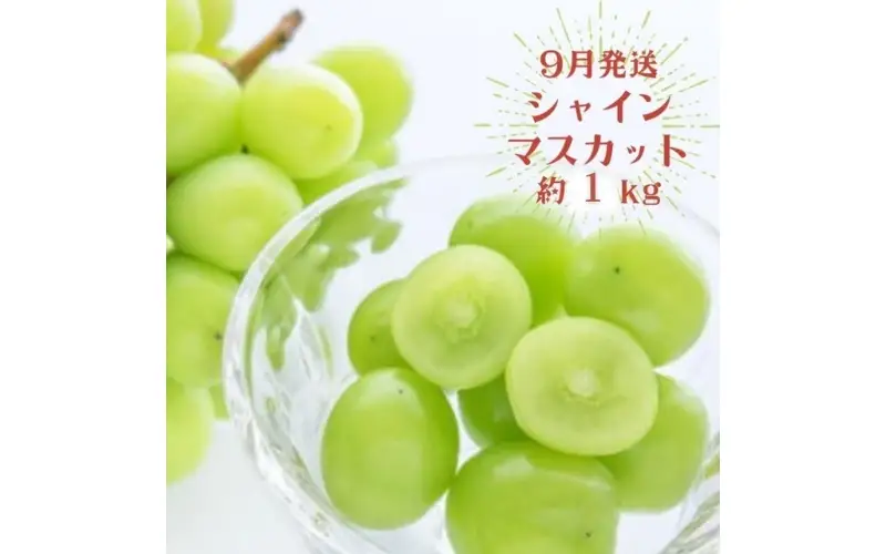 【3か月定期便】夏のいいとこどりフルーツ定期便♪桃・ピオーネ・シャインマスカット【tkb360】