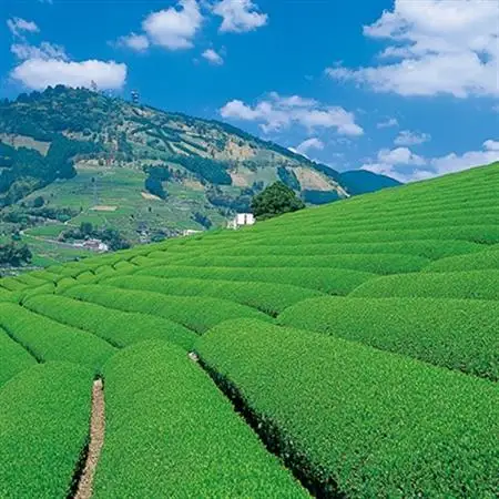 世界農業遺産　静岡の茶草場農法　掛川茶深むし茶・茶師の誉100g袋(タトウ紙入)×3本【配送不可地域：離島・沖縄県】【1600877】
