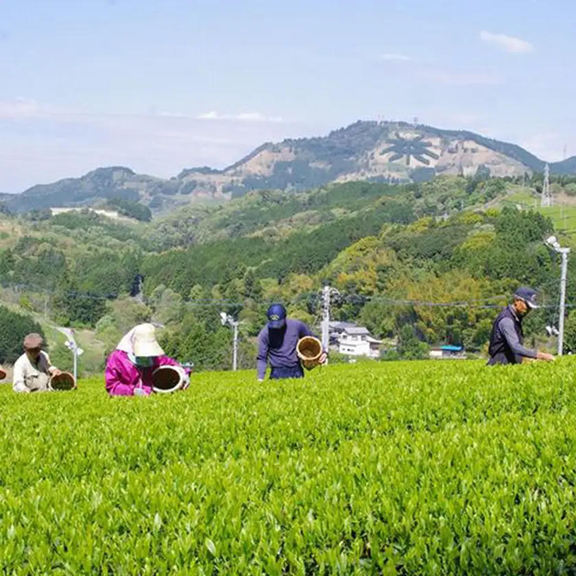 山東受賞記念茶 大臣賞受賞茶園 深蒸し掛川茶 80g×3袋 箱入り包装済み【配送不可地域：離島・沖縄県】【1619229】