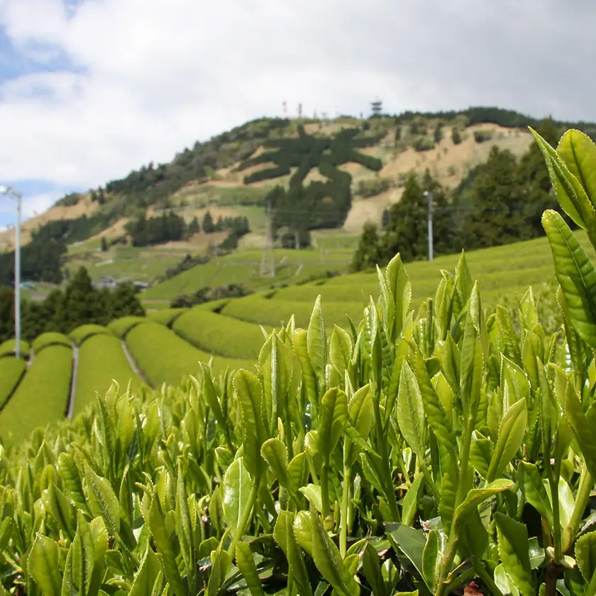 新芽の粉茶(深蒸し掛川茶)一番茶の新芽から摘み取られる香りの良い粉茶  200g×5袋 計1kg【配送不可地域：離島・沖縄県】【1661953】