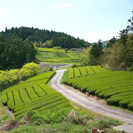 自然栽培茶(化学肥料・農薬未使用)深蒸し掛川茶100g×3袋【配送不可地域：離島・沖縄県】【1091798】