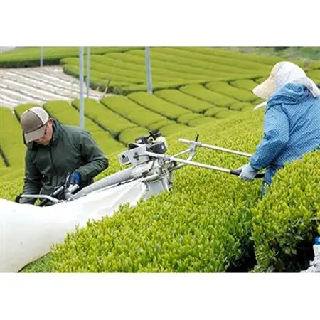 荒仕上茶(茶農家飲み茶)静岡・深蒸し掛川茶200g×4袋(800g)セット【配送不可地域：離島・沖縄県】【1091797】