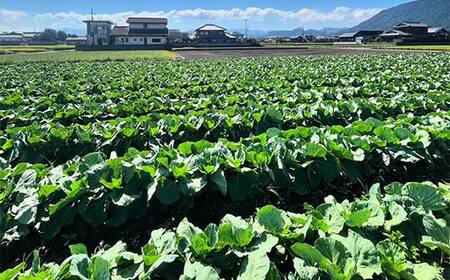 【先行予約2027年2月～5月頃お届け】播本農園の春キャベツ 6～8玉 キャベツ 春キャベツ ジューシー 野菜 サラダ 食品 四国 F5J-899