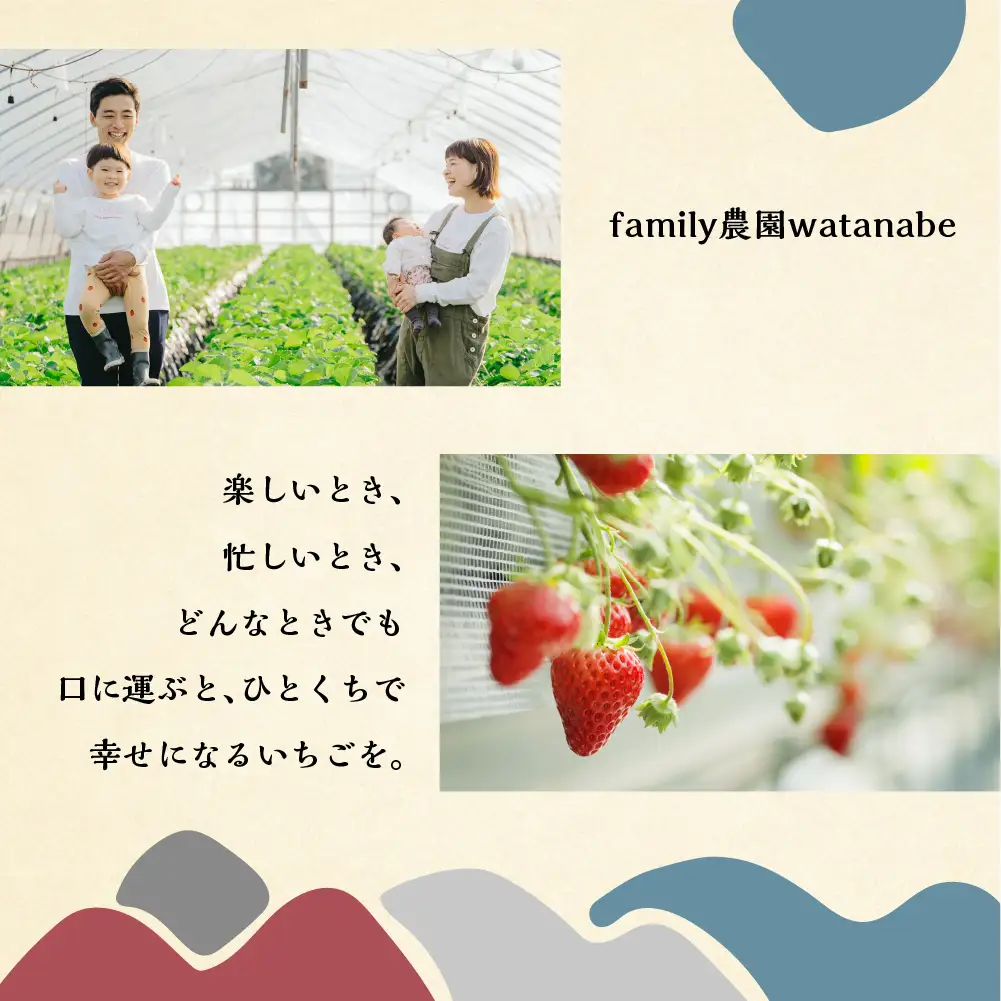 【定期便3回】【2027年1月より発送開始】自宅用 いちご 品種おまかせ 600-700g ×3回 [しあわせ苺] サイズ バラバラ 品種おまかせ （紅ほっぺ/よつぼし/かおり野）訳あり 訳アリ 農園直送｜フルーツ 果物 イチゴ 苺 人気 簡易梱包 家庭用 産地直送 いちご こだわりの 甘さ 岐阜県 本巣市 先行予約 [mt208] family農園watanabe