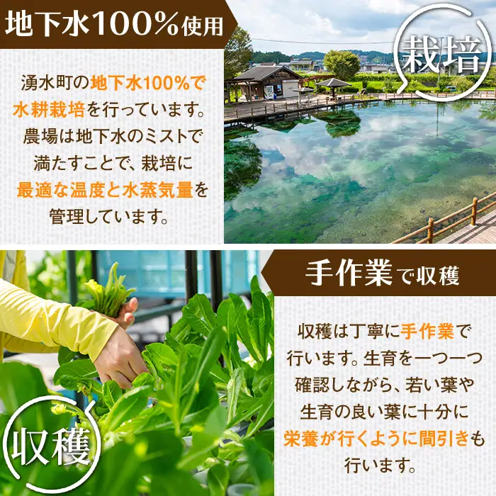 《先行予約受付中！2026年9月以降順次発送》お肉が別腹になるレタス 計600g (200g×3袋) 国産 九州産 鹿児島県産 湧水町産 野菜 やさい レタス ロメインレタス 焼肉 焼き肉 バーベキュー BBQ 冷しゃぶ サラダ 水耕栽培【霧島製萌】_y470