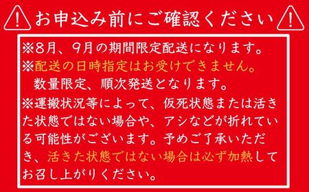 【 伊勢海老 】 活伊勢海老 800g ～ 1kg