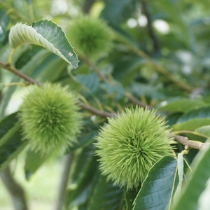 丹波市産 熟成むき栗 300g×3袋 〈真空パック〉〈丹波市産〉 むき栗 栗