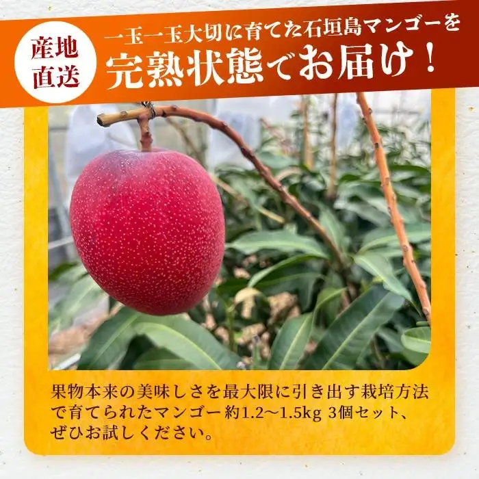 【先行予約】3Lサイズ 石垣島マンゴー 3玉入り　TF-28_R8