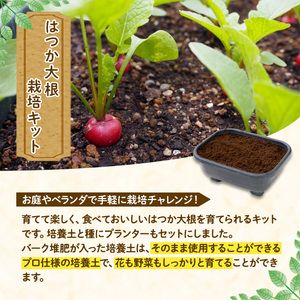 はつか大根栽培キット 甘日大根 二十日大根 家庭菜園 庭 ベランダ 手軽 栽培野菜 大分県 佐伯市 【HD237】【さいき本舗 城下堂】