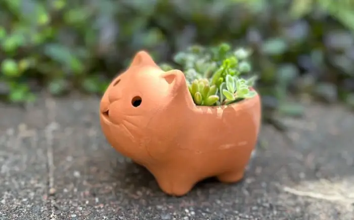 多肉植物 寄せ植え ねこ型 多肉植物 BLAW007