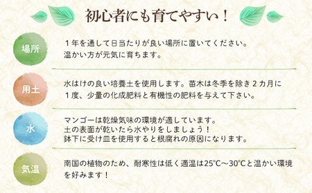 アップルマンゴー苗木5本(アーウィン種)2026年発送 アップル マンゴー 苗 お祝い アーウィン種 アーウィン 苗木 果物 果実 育てやすい インテリア 鉢植え 観葉植物 植物 観賞用 グリーン ギフト 贈り物 プレゼント 沖縄