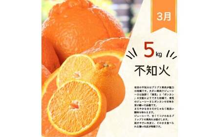 定期便 【全3回】紀州和歌山産旬のフルーツ定期便  田村みかん はるみ 不知火【tkb376】