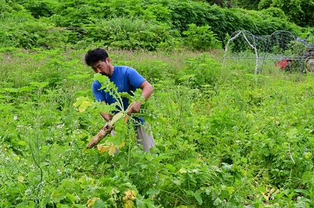 【2026年先行予約】北杜市明野産 「葉付き大根」10本セット（10kg程度）　葉付き 大根 10本 セット 野菜 10kg程度 北杜市明野産 ダイコン 農薬不使用 有機肥料 新鮮 大根葉 生食 煮物 期間限定 山梨県 北杜市 [h202]