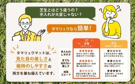 玉竜 タマリュウ たまりゅう 6枚 【7営業日以内に発送】 植物 プラント 芝生 ガーデニング ガーデニング用品