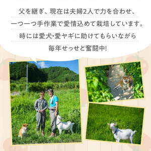 【家庭用】石墨清流 トマト 4kg｜糖度9～11度 そのままでも 美味しい 久万高原町 トマト とまと 自然栽培 野菜 カレー トマトソース 濃縮 ヒナタ 安心 酸味 甘味 清流 料理 農家 旨み サンドイッチ 新鮮 煮込み 料理 アレンジ 美味しい 手作業 人気 ギフト プレゼント 自然 小長谷勝也 愛媛 ※離島への配送不可 ※2026年7月下旬頃より順次発送予定