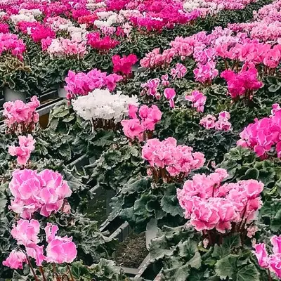 フリンジ咲きシクラメン５.５号鉢【花 お花 フラワー 冬 季節 ガーデン ガーデニング 鉢植え 庭 シクラメン プレゼント ギフト 植物 鑑賞用 観賞用】