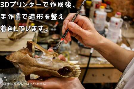 【イヌ 】 縮小 全身骨格レプリカ    /    レプリカ 標本 コレクション プラモデル 動物標本 頭骨レプリカ 犬  フィギュア インテリア 模型 動物 博物館 骨格 頭蓋骨 ミニチュア 3Dプリント 【anf003A】