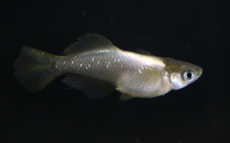 《当店作出品種》 彩鱗めだか ＜黒刀彩＞ めだか メダカ 飼育 ペット 鑑賞 魚 動物 生き物 関東  F5K-077