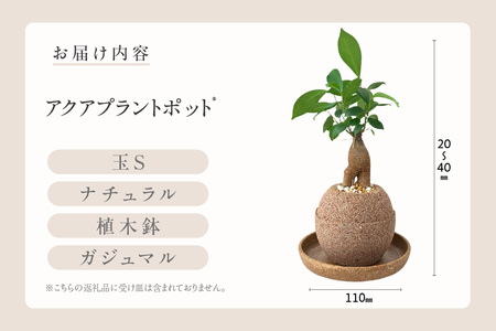 アクアプラントポット®　玉Ｓ 植木鉢ガジュマル（2126）