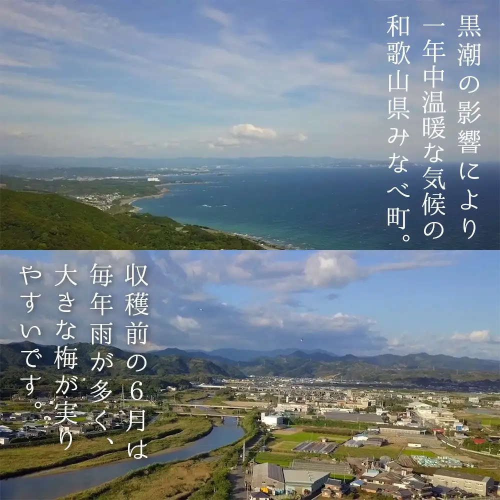 操 -MISAAO- 泡盛古酒梅酒  375ml×2本　hjumys019A【hjumys019A】