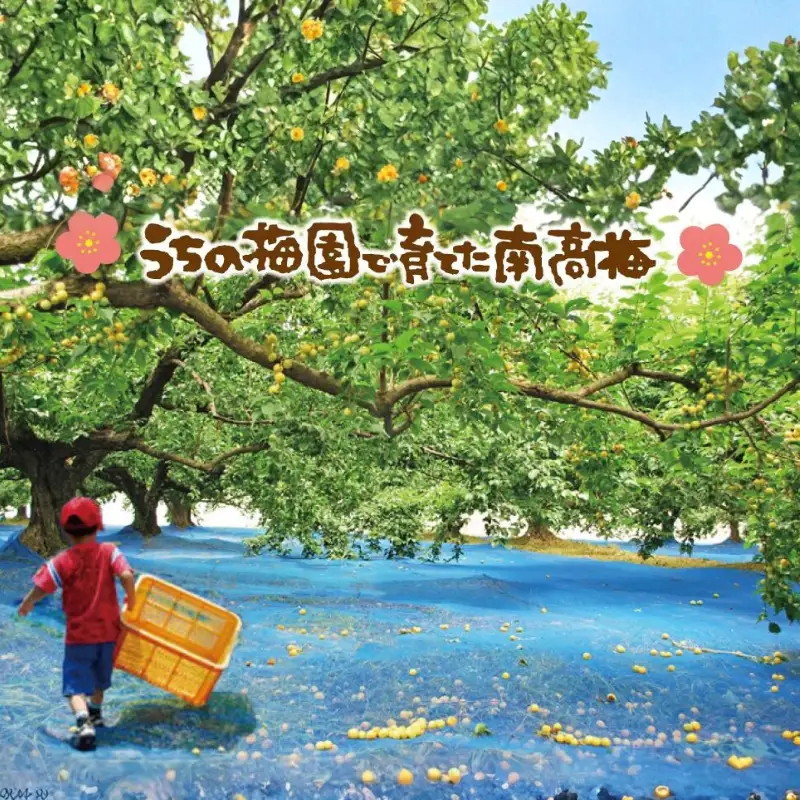 甘さ色々・梅干2品　yokosho003A【yokosho003A】