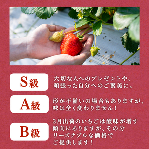 【いちご】 4パック あまおう |いちご DNK