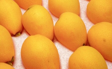 長崎びわ「なつたより」15玉-18玉入り フルーツ 果物 くだもの ビワ 【2026年5月上旬～6月上旬発送予定】