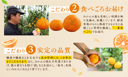 ハウスみかん 1.2kg L10玉 蜜ツ星 みかん