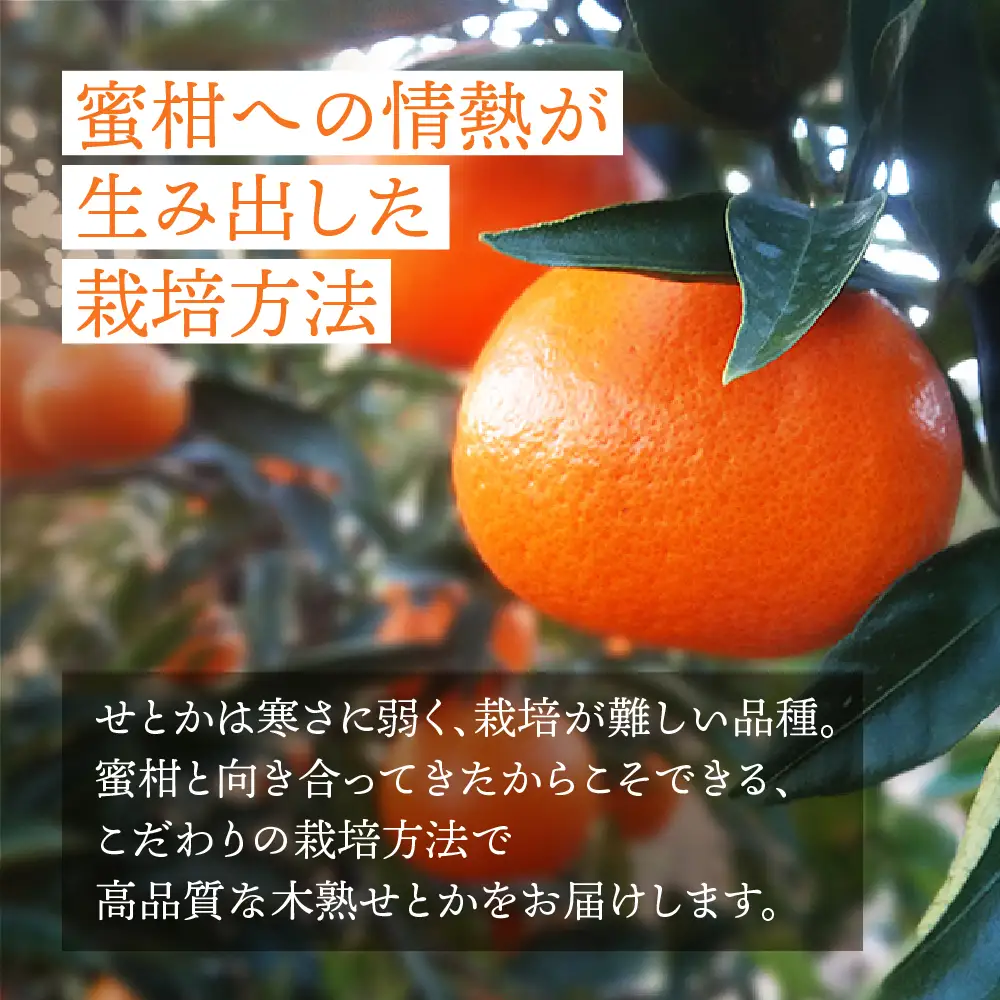 せとか 2.8kg 大トロ 黒化粧箱 みかん